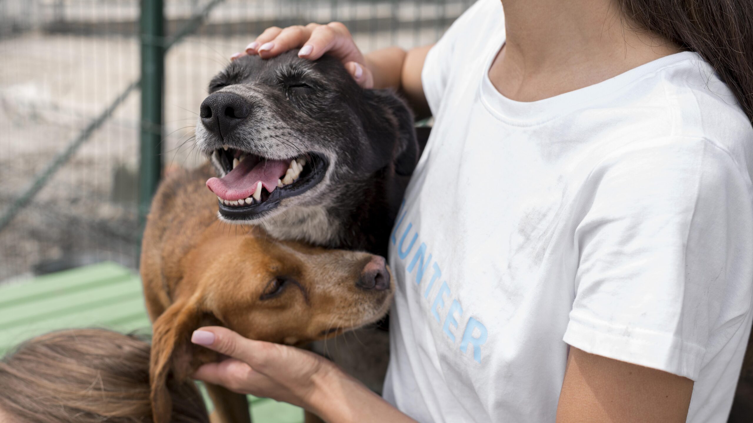 A shelter volunteer in a white t-shirt being hugged by two happy dogs