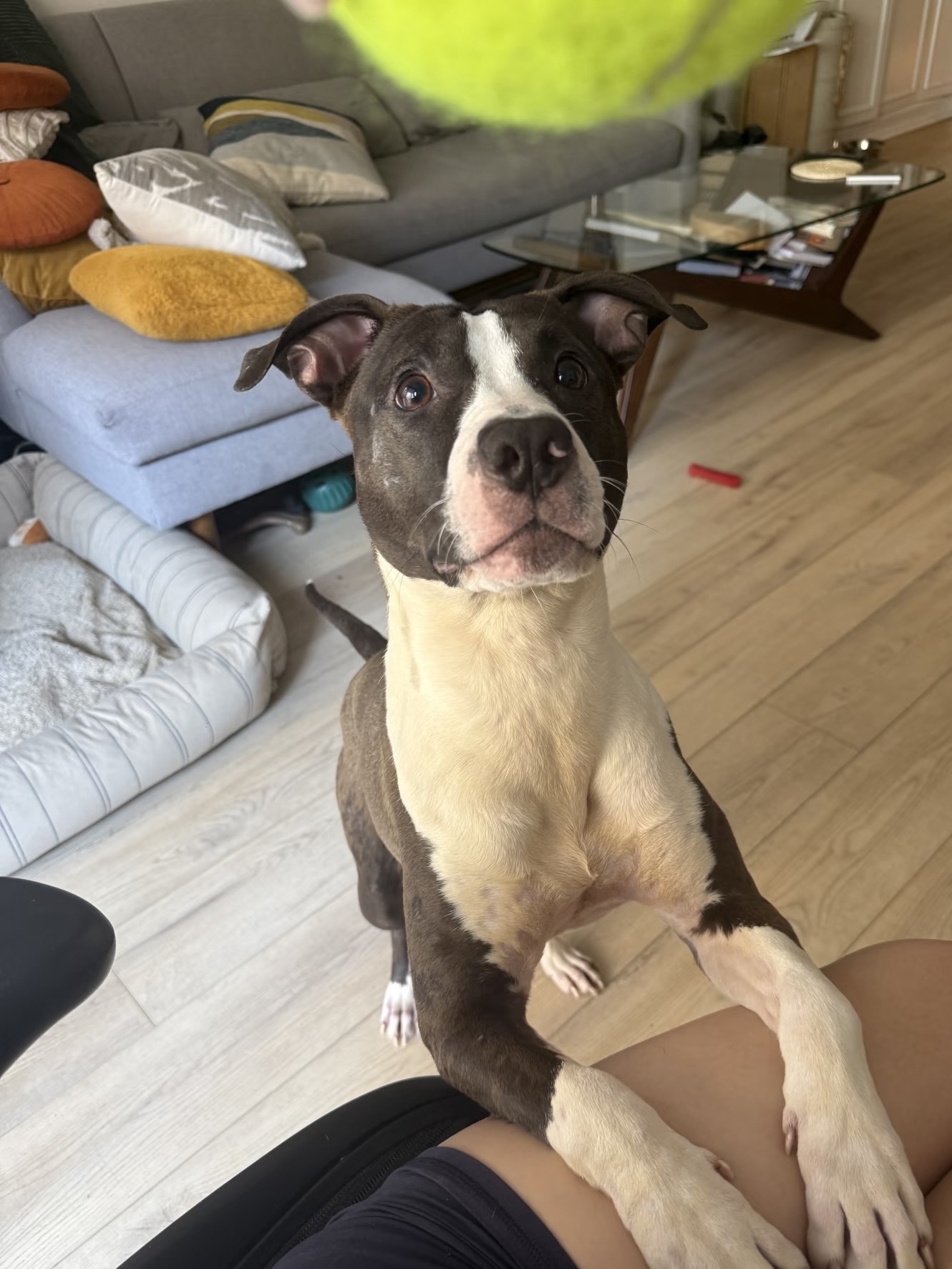 Cora, a brown and white pit bull mix, standing up with her front paws raised and looking at the camera