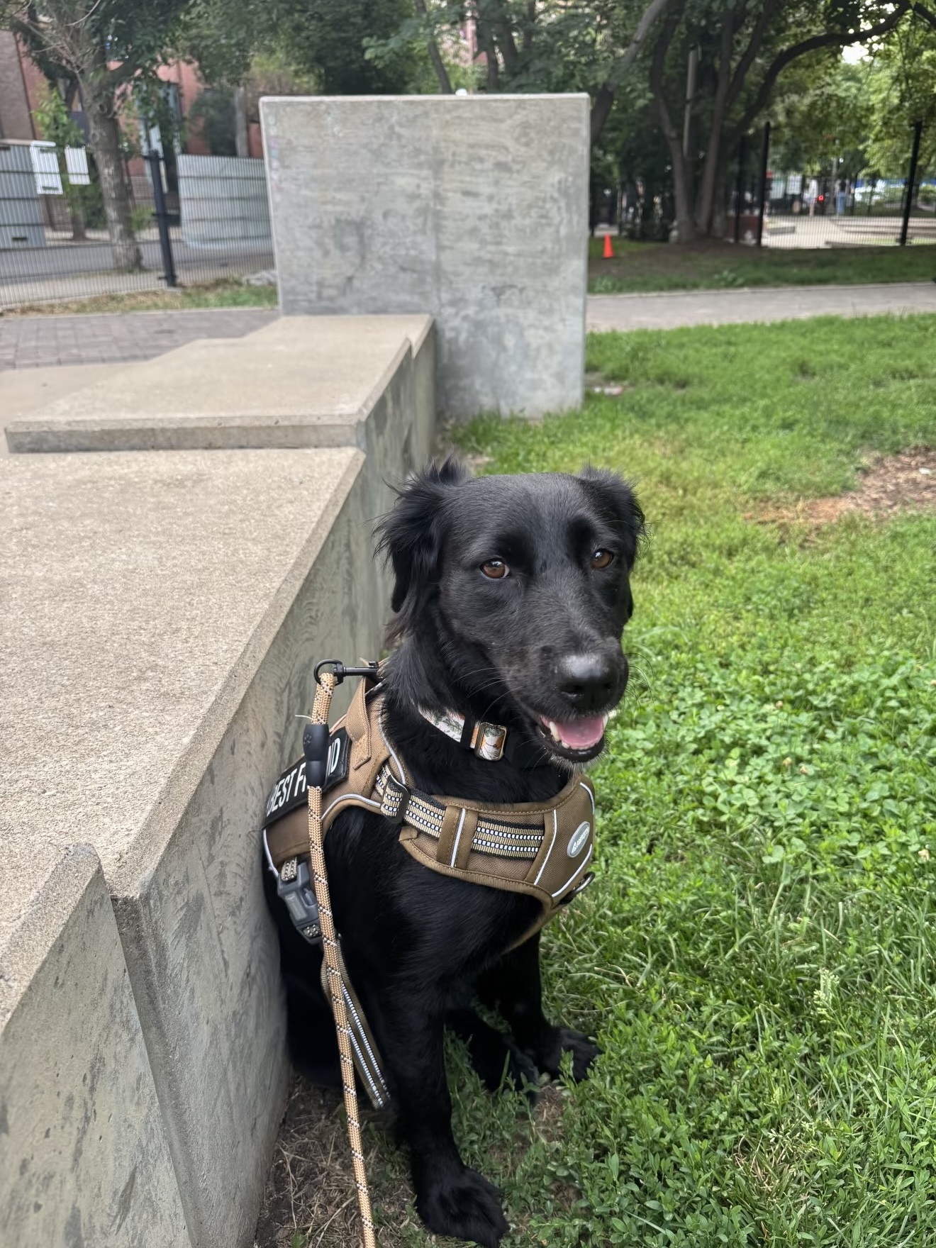 Gwen, a black flat-coated retriever mix, sitting on grass outdoors in a tan harness