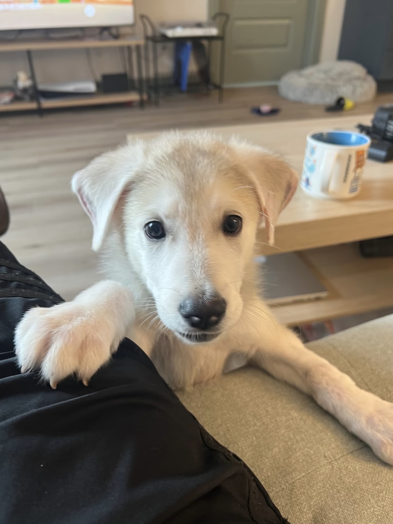 Luka, a white mixed breed puppy, resting a paw on the foster's lap and looking at the camera
